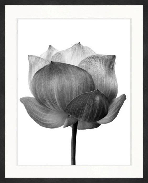 Lotus - Art Print