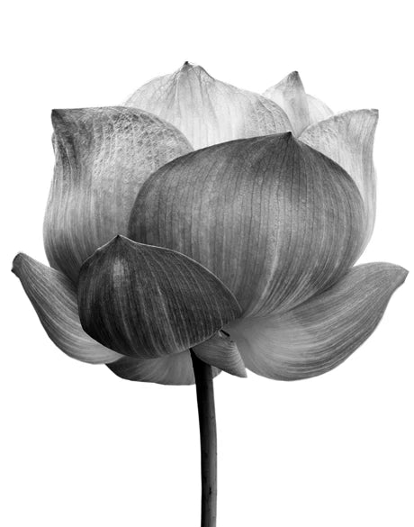 Lotus - Art Print
