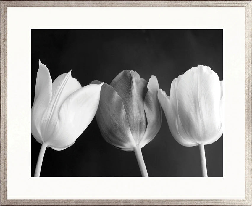 Tulips - Art Print
