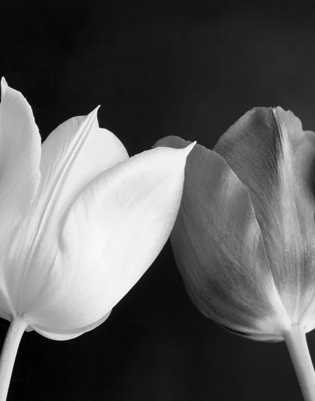 Tulips - Art Print