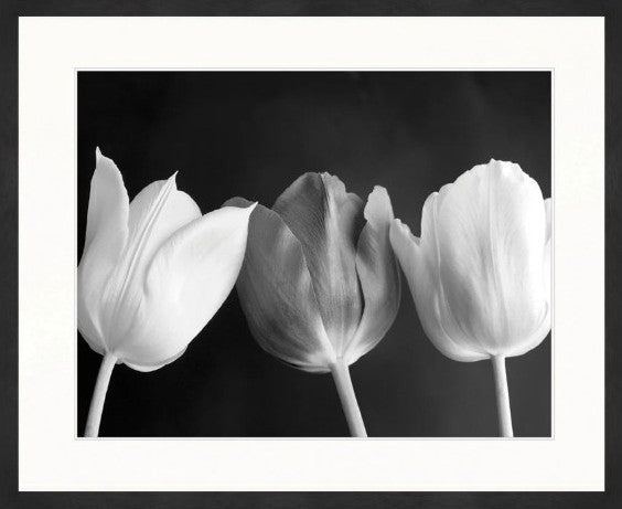 Tulips - Art Print